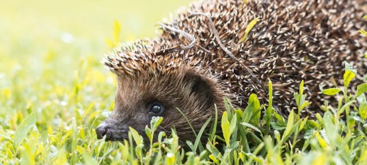 Тест по биологии: Лесные животные (5 класс)