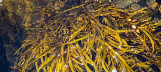 Тест по биологии: Бурые водоросли (5-6 класс)