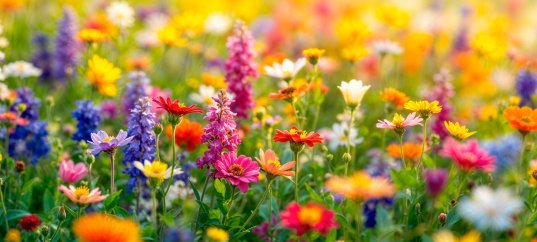 Тест по биологии: Многообразие покрытосеменных (цветковых растений) (5-6 класс)