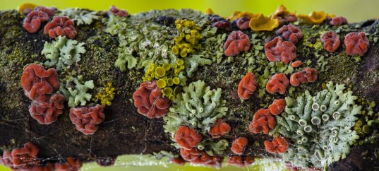 Тест по биологии: Роль лишайников в природе и жизни человека (5-6 класс)