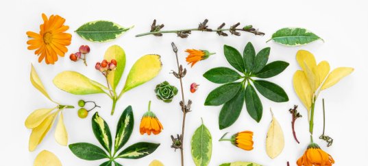 Тест по биологии: Общие признаки, разнообразие, распространение и значение растений (6 класс)