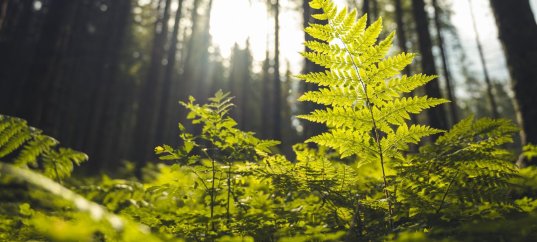 Тест по биологии: Среда обитания растений. Экологические факторы (7 класс)