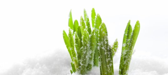 Тест по биологии: Влияние температуры на растения (7 класс)