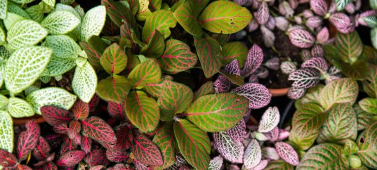 Тест по окружающему миру: Красота растений (2 класс)