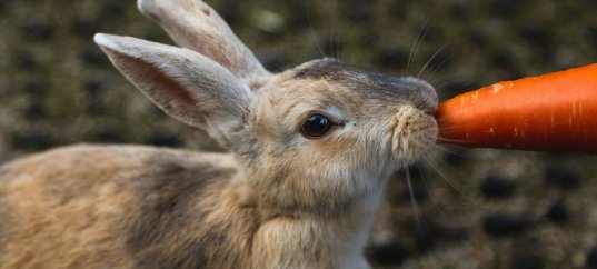 Тест по биологии: Значение питания у животных (8 класс)