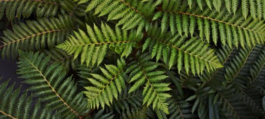 Тест по биологии: Папоротниковидные. Общая характеристика (5-6 класс)