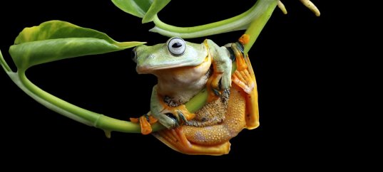 Тест по окружающему миру: Невидимые нити (2 класс)