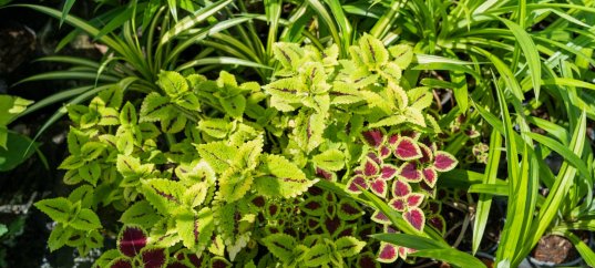 Тест по окружающему миру: Как живут растения? (1 класс)