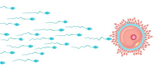 Тест по биологии: Половое размножение (5-6 класс)