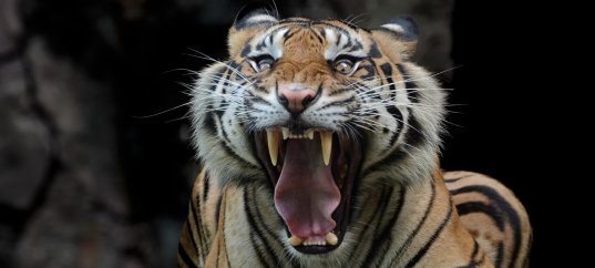 Тест по биологии: Раздражимость и поведение животных (8 класс)