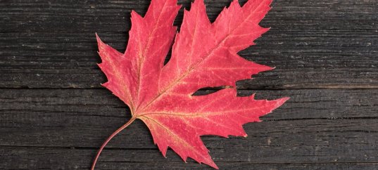 Тест по окружающему миру: Что это за листья? (1 класс)