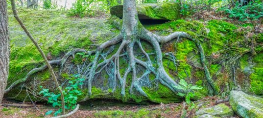 Тест по биологии: Виды корней и типы корневых систем (6 класс)