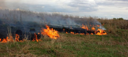 Тест по ОБЖ: Степной пожар (7 класс)