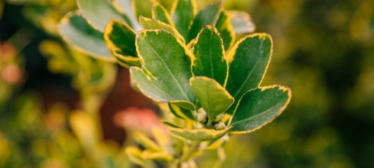 Тест по биологии: Растение — живой организм (6 класс)