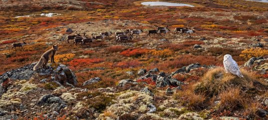 Тест по окружающему миру: Холодная безлесная равнина (4 класс)