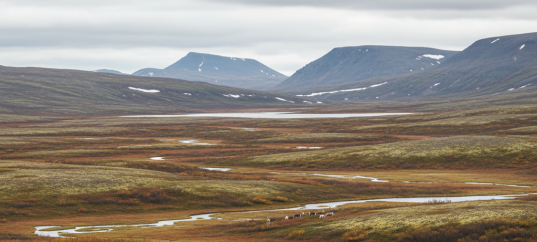 Тест по окружающему миру: Охрана природы тундры (4 класс)