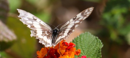 Тест по окружающему миру: Природа (2 класс)