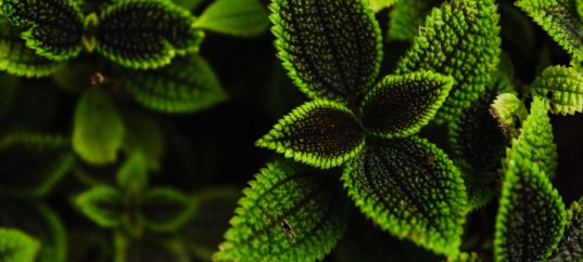 Тест по биологии: Царство Растения (5 класс)