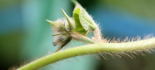 Тест по биологии: Побег (5-6 класс)