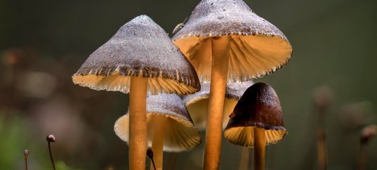 Тест по биологии: Характеристика Царства Грибы (5-6 класс)