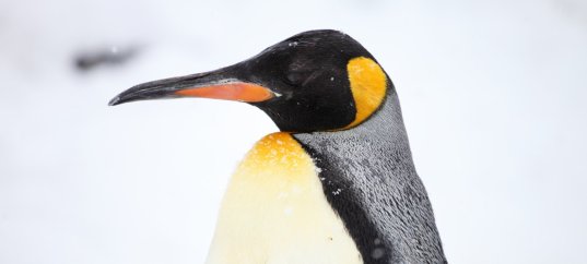 Тест по географии: Что собой представляет растительный и животный мир Антарктиды (7 класс)