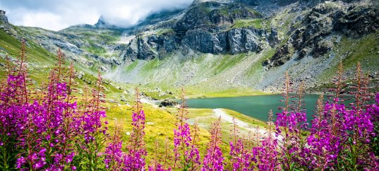 Тест по биологии: Классификация покрытосеменных растений (7 класс)