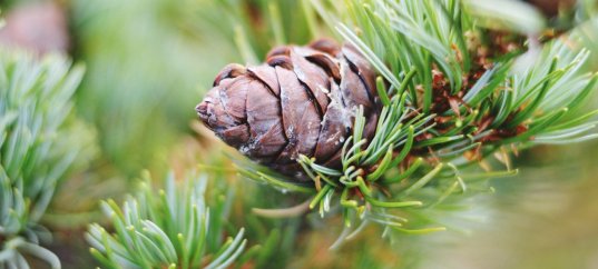 Тест по биологии: Характерные признаки хвойных (5-6 класс)