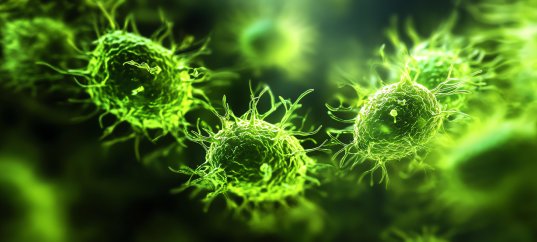 Тест по биологии: Царство Бактерии (5 класс)