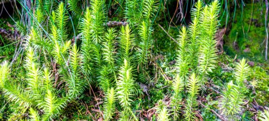 Тест по биологии: Плауновидные (5-6 класс)