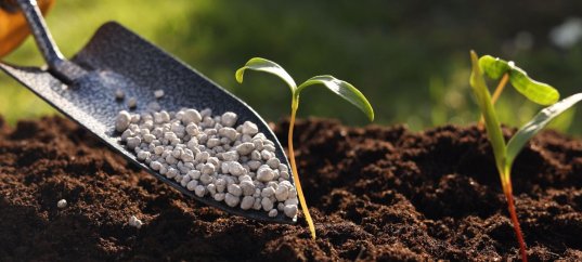 Тест по биологии: Минеральное питание растений. Удобрения (6 класс)