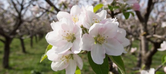 Тест по биологии: Влияние сезонных изменений на рост и развитие растений (6 класс)