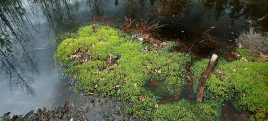 Тест по географии: Мшары (5-6 класс)