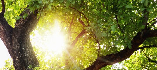 Тест по окружающему миру: Тайна растений (3 класс)