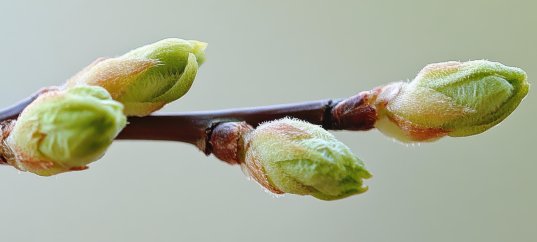 Тест по биологии: Побег и почки (5-6 класс)