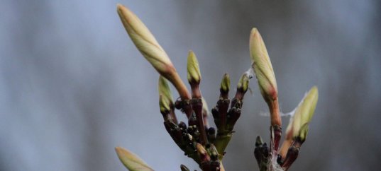 Тест по биологии: Почки растений (5-6 класс)