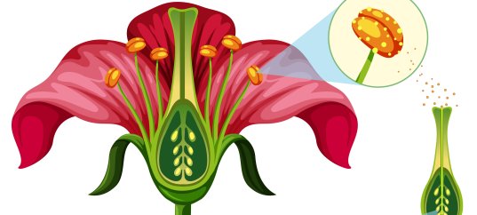 Тест по биологии: Генеративные органы цветкового растения (6 класс)