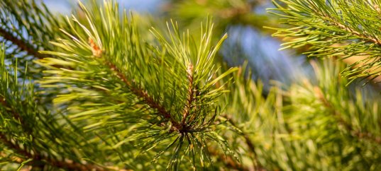 Тест по биологии: Разнообразие хвойных растений (7 класс)