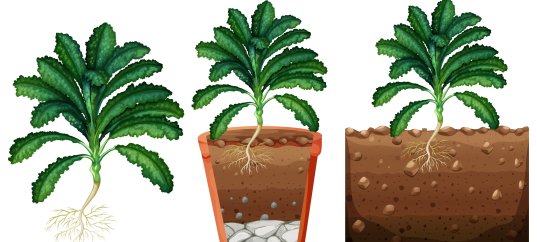 Тест по биологии: Зоны (участки) корня (5-6 класс)