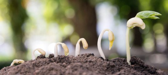 Тест по биологии: Особенности строения семян (5-6 класс)