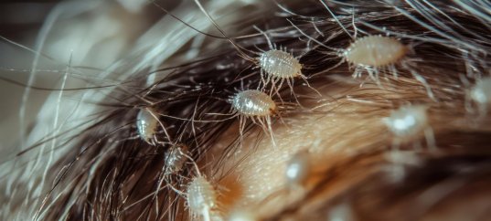 Тест по биологии: Организмы как среда обитания (5 класс)