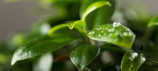 Тест по биологии: Дыхание растений (5-6 класс)