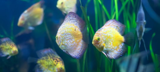 Тест по окружающему миру: Рыбы (2 класс)