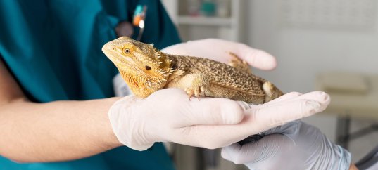 Тест по биологии: Выделение у животных (5-6 класс)