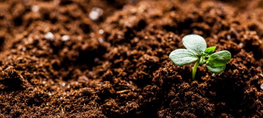 Тест по окружающему миру: Торф — богатство болот (4 класс)