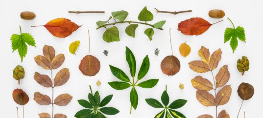 Тест по биологии: Форма листа (5-6 класс)