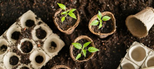 Тест по окружающему миру: Размножение и развитие растений (3 класс)