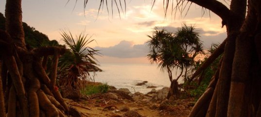 Тест по географии: Тропическая Африка. Виден ли свет в конце туннеля (11 класс)