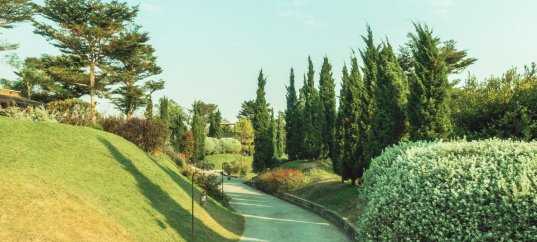 Тест по биологии: Значение голосеменных (5-6 класс)