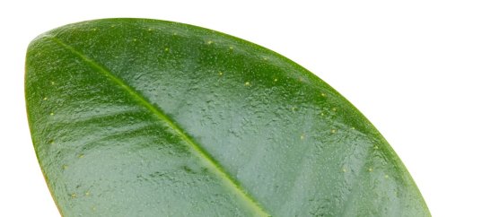 Тест по биологии: Внешнее и внутреннее строение листа (6 класс)