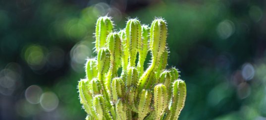 Тест по биологии: Видоизменения листьев (5-6 класс)